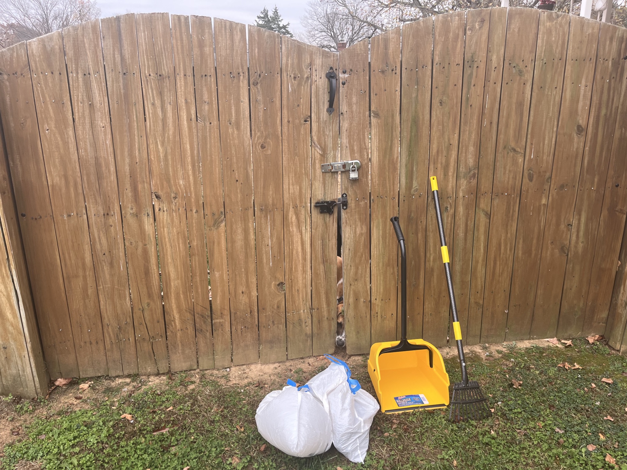Freshly cleaned backyard after dog poop removal in Fredericksburg, Virginia